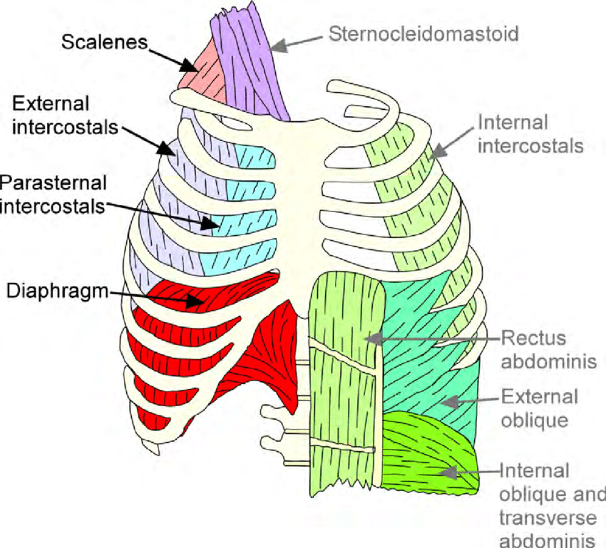 2  Schematic Of The Chest Wall Musculature Indicating The
