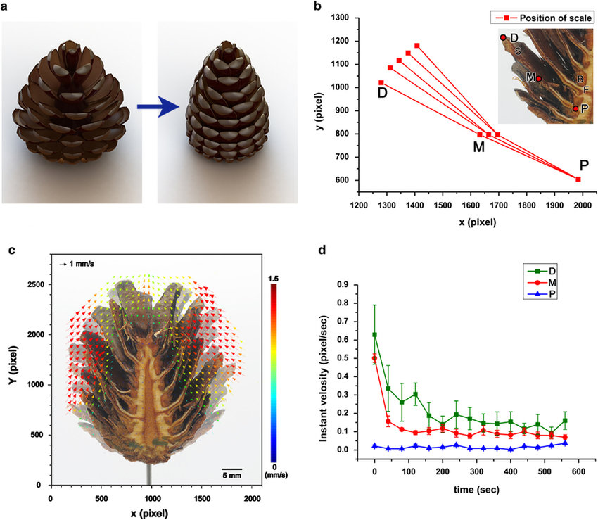 Cruelty lunken kupon Pine cones motion in response to water (a) Schematic diagram of a pine... |  Download Scientific Diagram