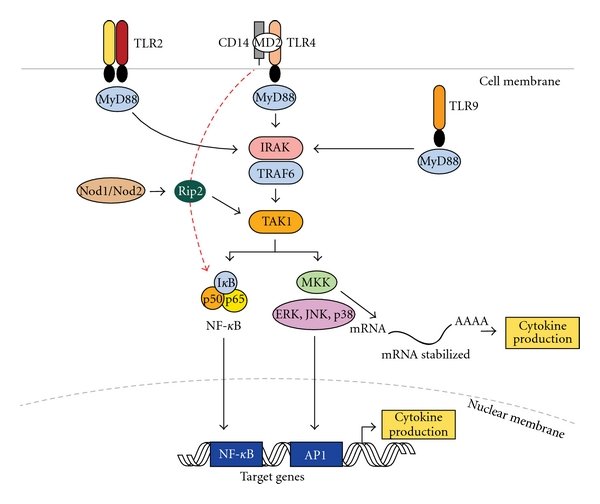 Pattern recognition receptors and innate immune signaling. TLR-2