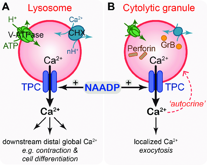 「lysosome ca2 tpc naadp」の画像検索結果