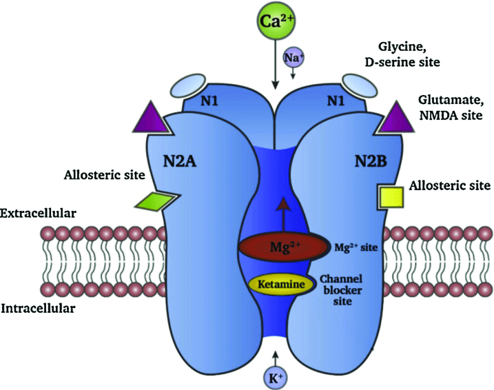 what is a nmda receptor