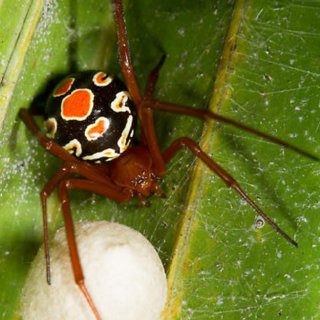 Spiders: Brown Recluse and Black Widow  Mississippi State University  Extension Service