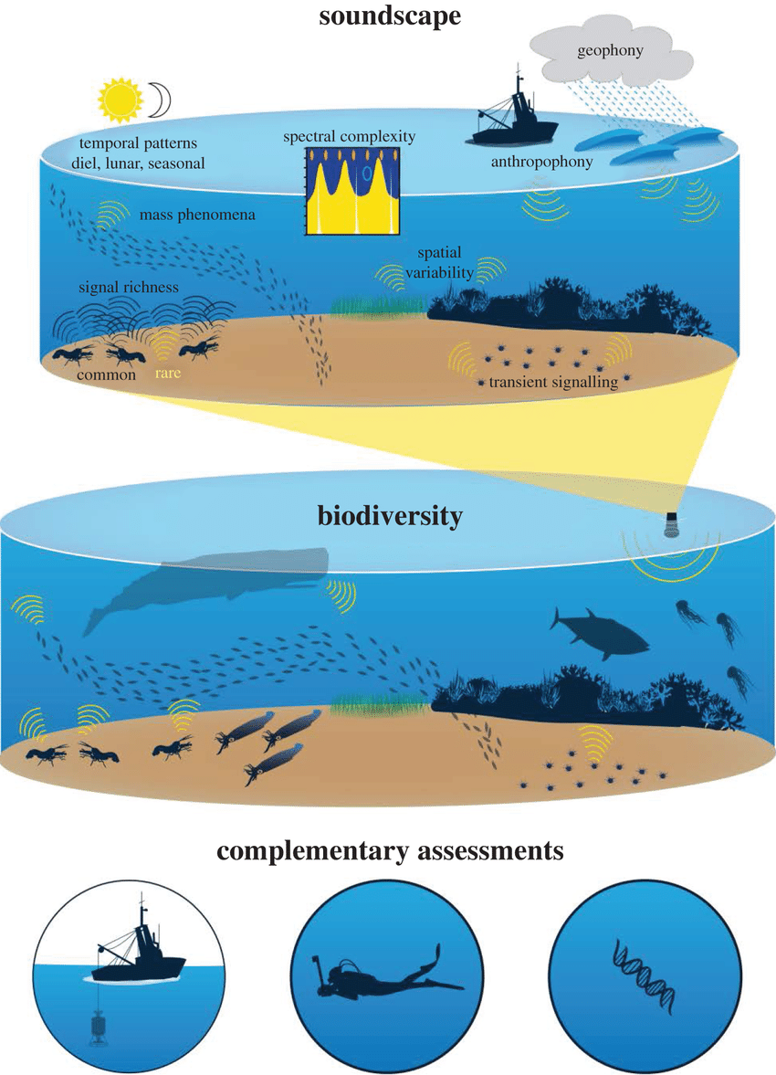 Assessing biodiversity from the ocean soundscape. Diversity of ...