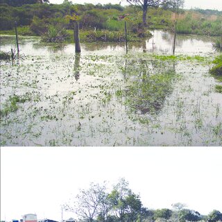Austrolebias cheradophilus sampled in Jaguarão River , Patos-Mirim