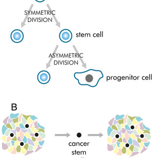 (PDF) Cancer stem cells—The current status of an old concept ...