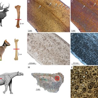 Histological features of Sinomegaceros yabei, the megacerine deer from