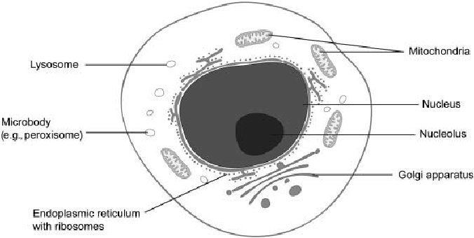 A typical eukaryotic cell. A schematic representation of a ...