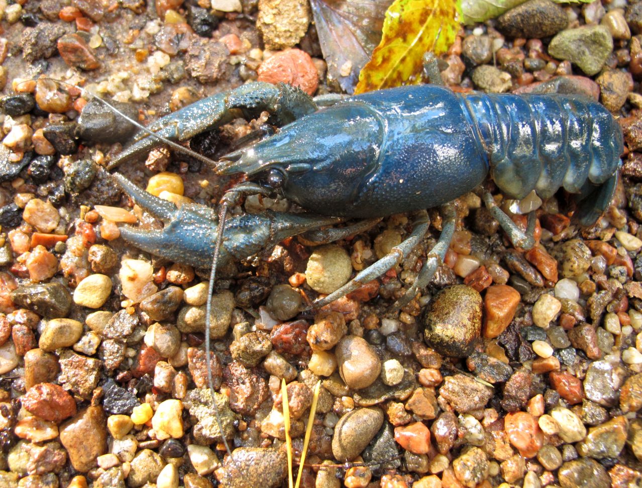 Why some crayfish has blue coloration?
