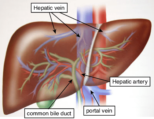 Vascular system of the liver. | Download Scientific Diagram