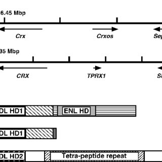 Relationships between homeoprotein EGAM1C and the expression of the  placental prolactin gene family in mouse placentae and trophoblast stem  cells in: Reproduction Volume 141 Issue 2 (2011)