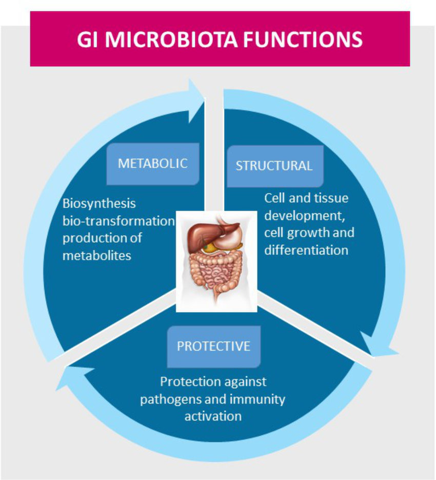 The Gastrointestinal Gi Microbiota Functions In Maintenance Of