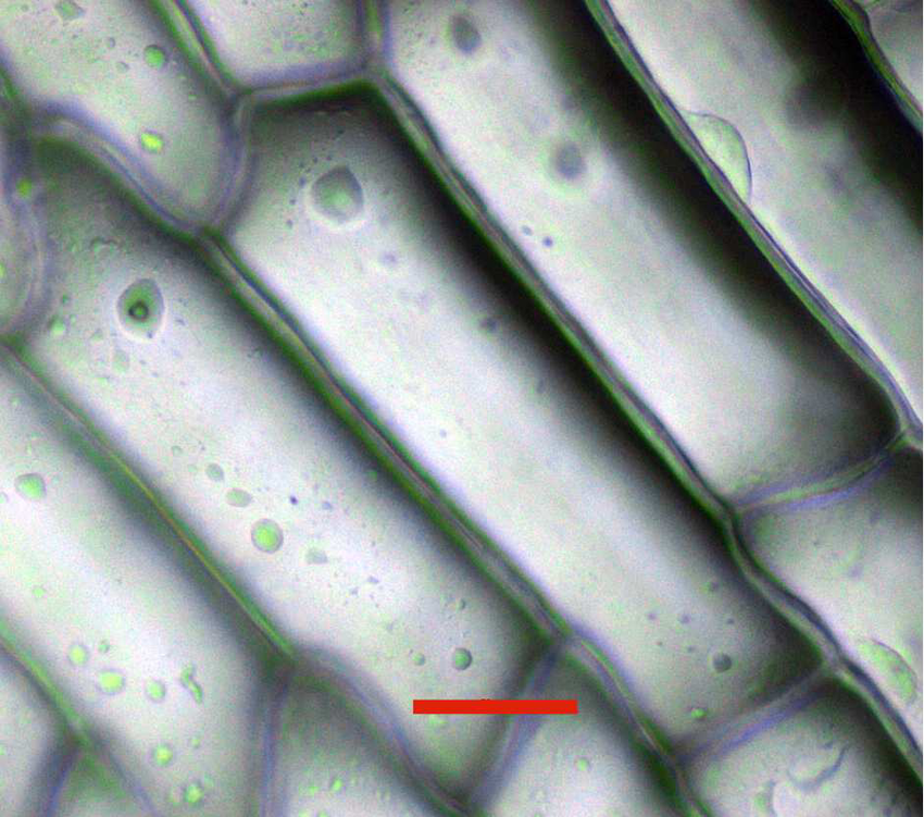 Photographie De Cellule D Oignon Blanc In Vitro Prise En Microscopie Download Scientific Diagram