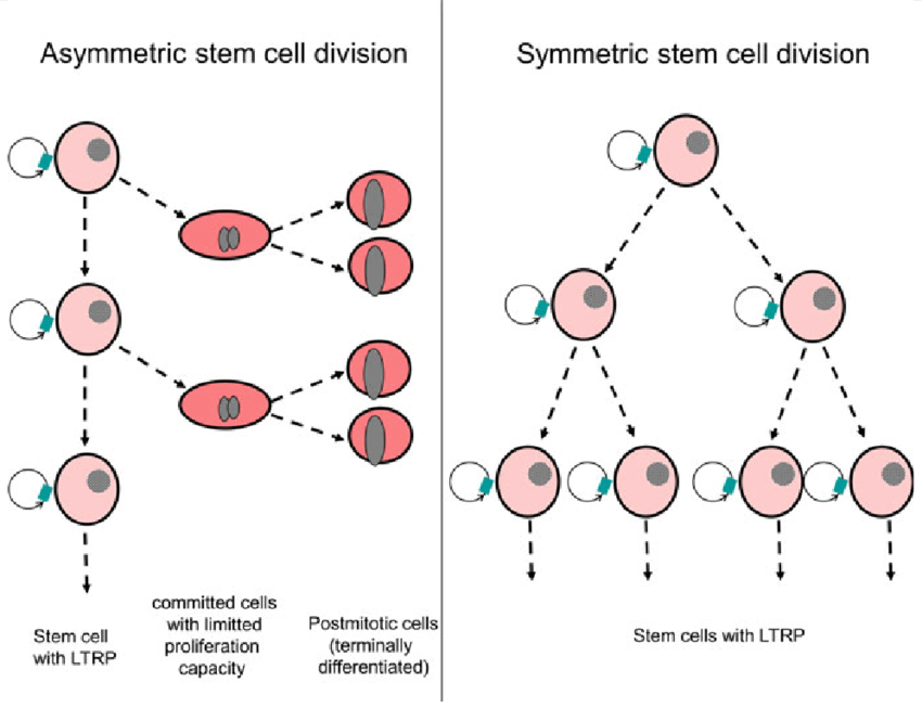Стволовые клетки деление. Симметричное деление стволовых клеток. Асимметричное деление стволовой клетки. Стохастическое деление стволовых клеток. Деление стволовых клеток