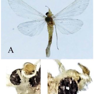 Scirpobotys xanthosomalis gen. nov., sp. nov., adults. A: Holotype ...