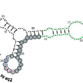 Рнк 8. Шпилька РНК. Строение шпильки ТРНК. U5 RNA. RNA PNK.