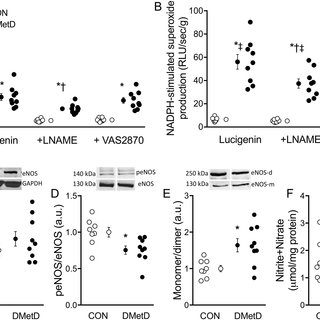 PDF) Cellular, and molecular alterations associate with early left ventricular diastolic dysfunction in a porcine of diabetic metabolic derangement