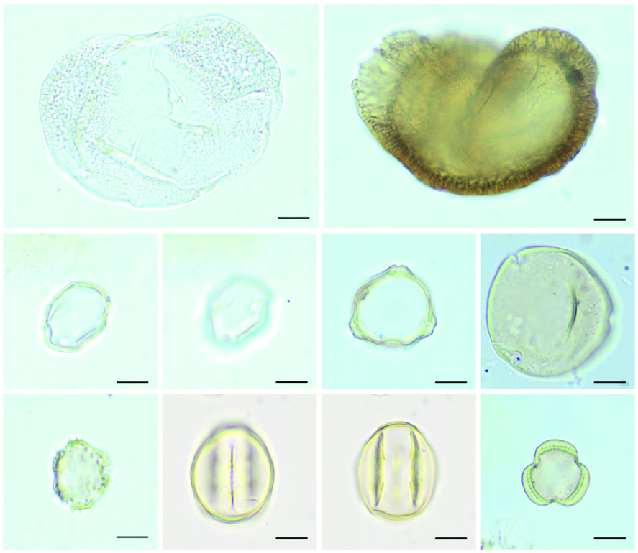 Selection of Early Pleistocene pollen grains from the Palominas core ...