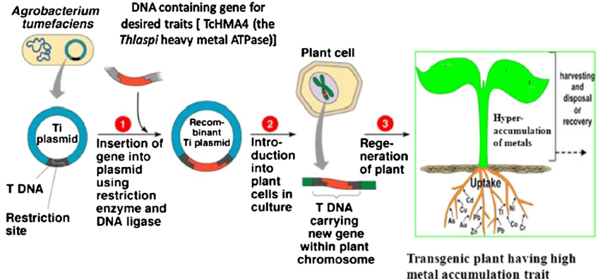 thesis for genetic modification