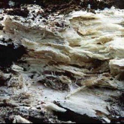 Phanerochaete chrysosporium