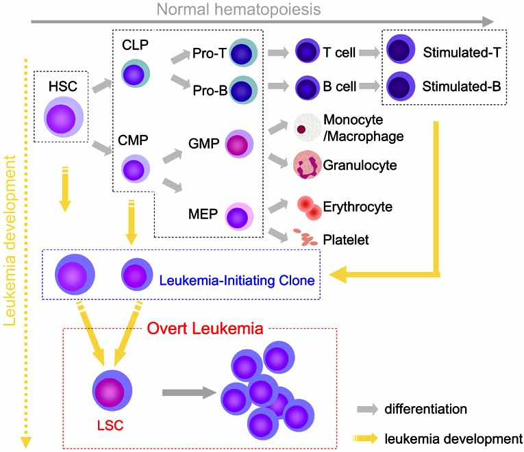 Hematopoiesis scheme. Hematopoietic Cells. Leukemia classification. Hematopoietic Stem Cells differentiation scheme. Aml транзакции