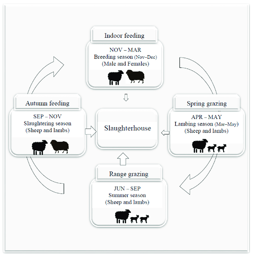 [DIAGRAM] Beef Production Cycle Diagram - MYDIAGRAM.ONLINE