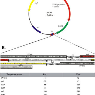 Parent plasmid pNN9 and Super Sequence multi-target site.A. Map