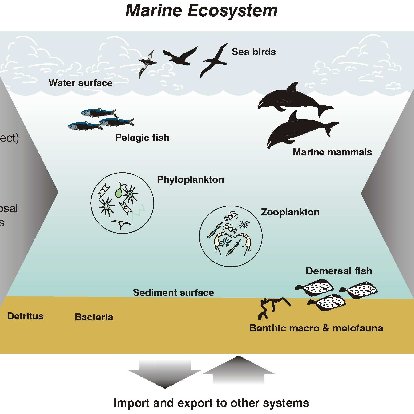 Marine Ecosystems Diagram