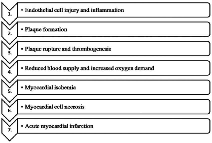 Schematic Representation Of The Pathogenesis Of Myocardial Infarction Download Scientific Diagram
