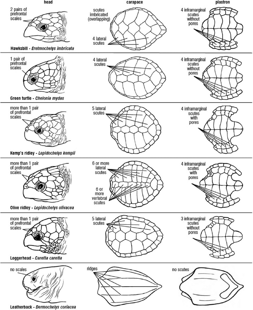 Scute Patterns And Shell Morphology Of The 7 Sea Turtle Species Download Scientific Diagram