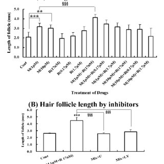 Effect of Minoxidil and Retinol Hair Growth in Hair Follicle Organ... | Download Scientific Diagram
