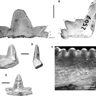 A new ctenochasmatid (Pterosauria, Pterodactyloidea) from the late Jurassic  of Uruguay - ScienceDirect