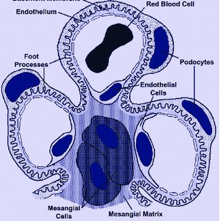 A normal glomerulus shown diagramatically. About 15% of glomerular... |  Download Scientific Diagram