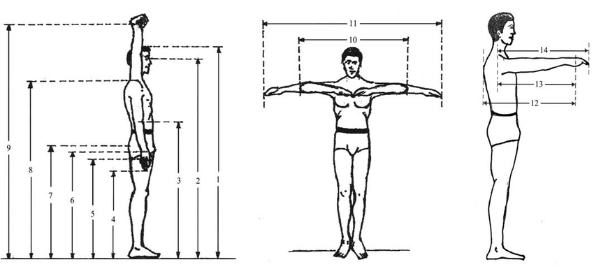 Figure1 Anthropometric dimensions in standing posture | Download ...