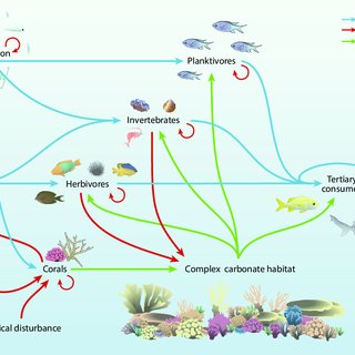 (PDF) Multiple Stressors and the Functioning of Coral Reefs