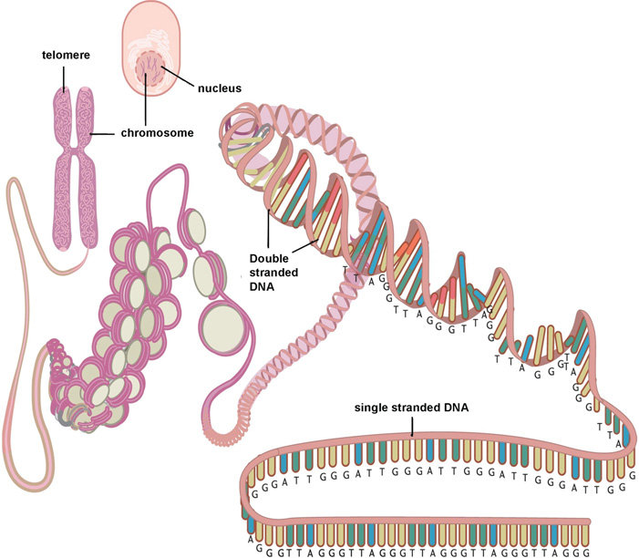 Simplified diagram depicting the structure of the telomere and its ...
