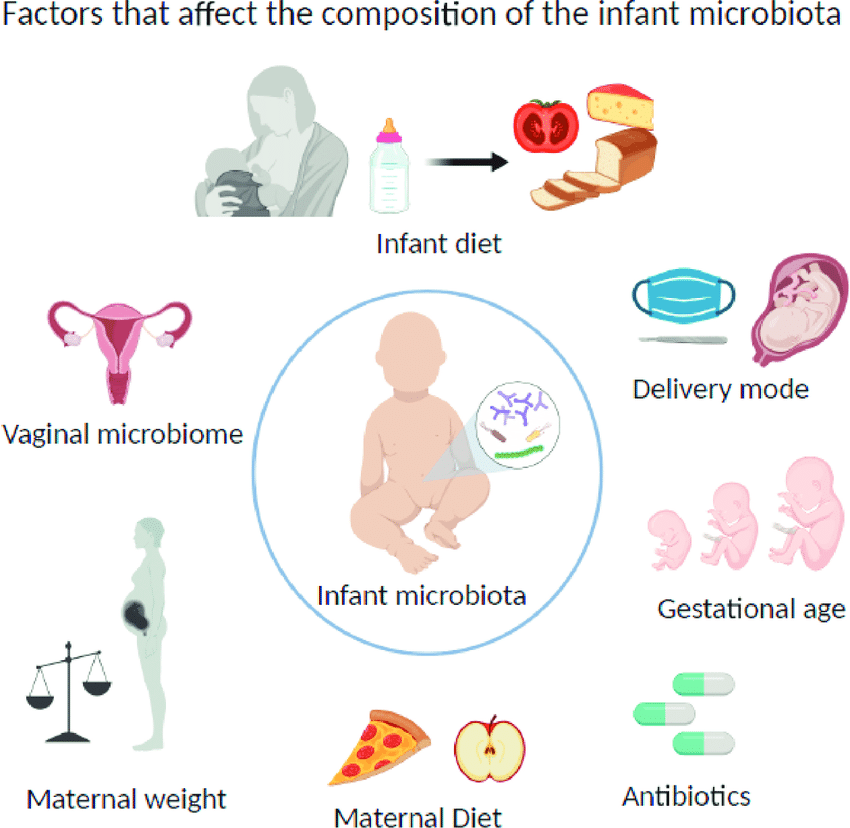 Factors That Affect The Composition Of The Infant Microbiota