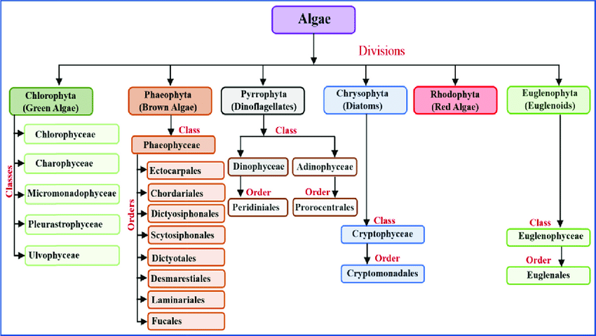 What Is Algae What Are The Types Of Algae How Do We Classify Algae ...