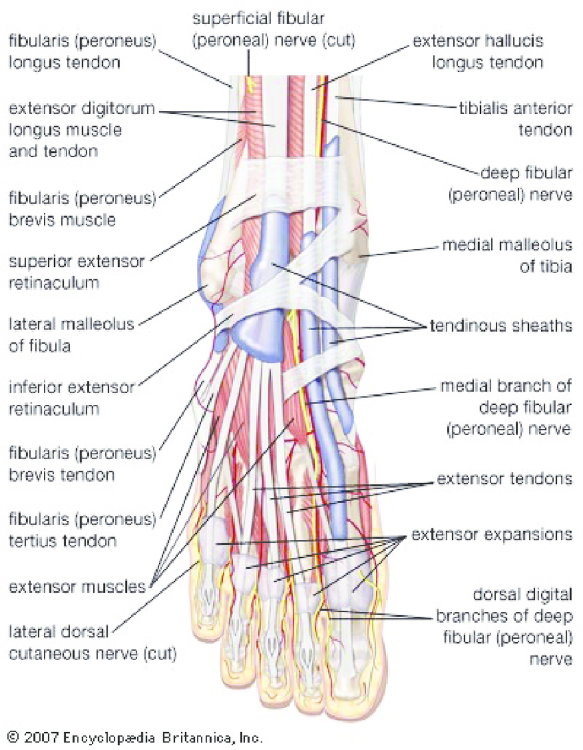 Nerves Of Foot Adapted From Encyclopedia Britanica 2007 Download