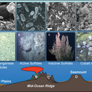 Toward a reliable assessment of potential ecological impacts of deep‐sea  polymetallic nodule mining on abyssal infauna - Lins - 2021 - Limnology and  Oceanography: Methods - Wiley Online Library