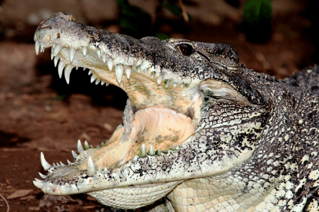 Cuban Crocodile. Photograph courtesy of Smithsonian's National Zoo ...
