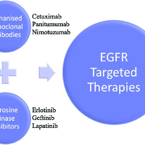 2 Schematic representation of various therapies targeting epidermal ...
