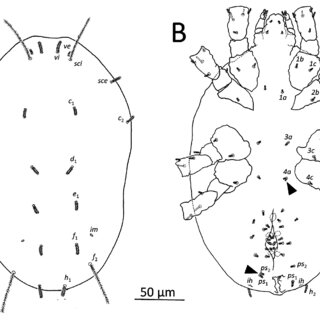 Adult female with developed ovaries in the ghost shrimp