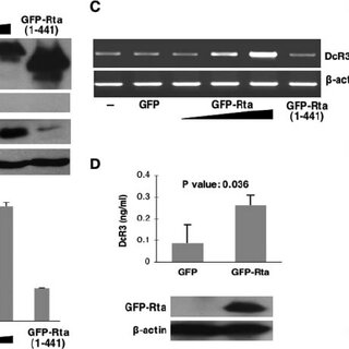 Upregulation of IQGAP2 by EBV transactivator Rta and its influence on EBV  life cycle