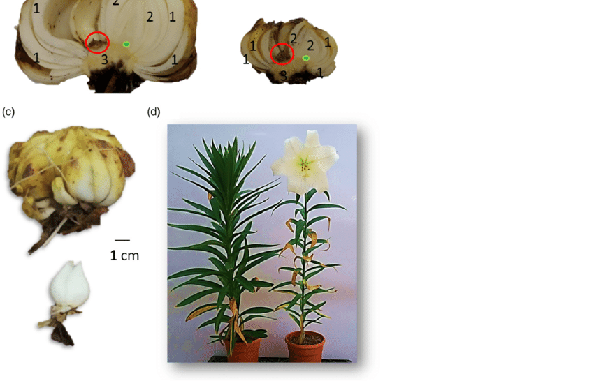Lilium Longiflorum Cv White Heaven A Top View Bulb Size Download Scientific Diagram