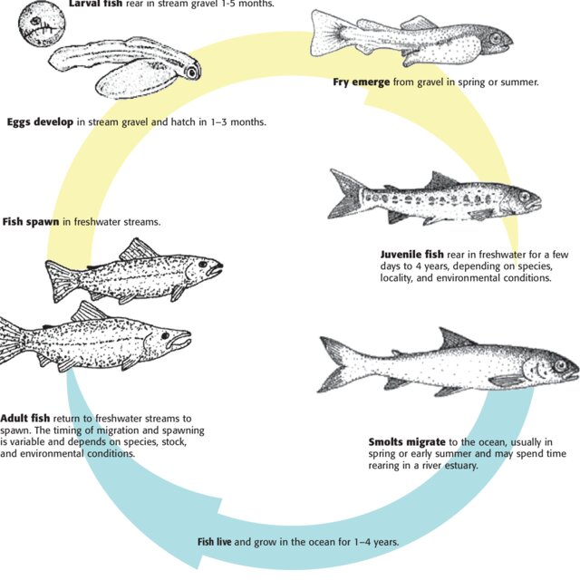 The anadromous salmonid life cycle. Freshwater stages are indicated by ...