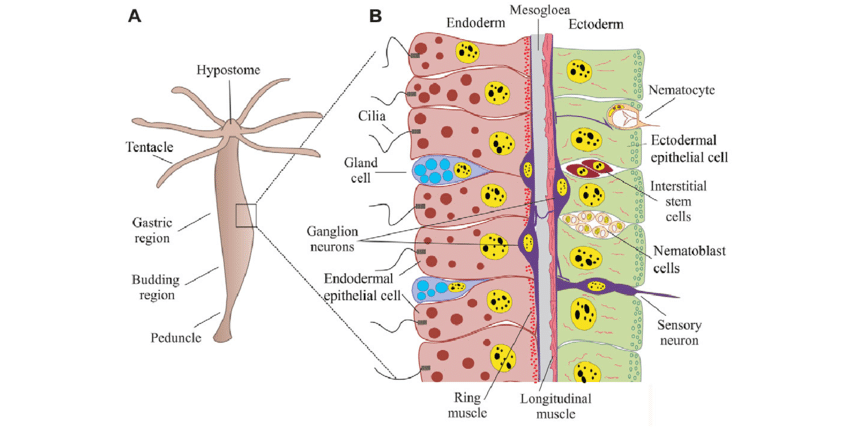 Anatomy Of Hydra  Anatomy Drawing Diagram