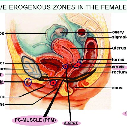 Female Erogenous Zone