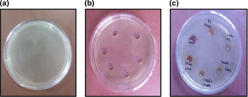Well diffusion method. a shows the agar plate without wells, b shows