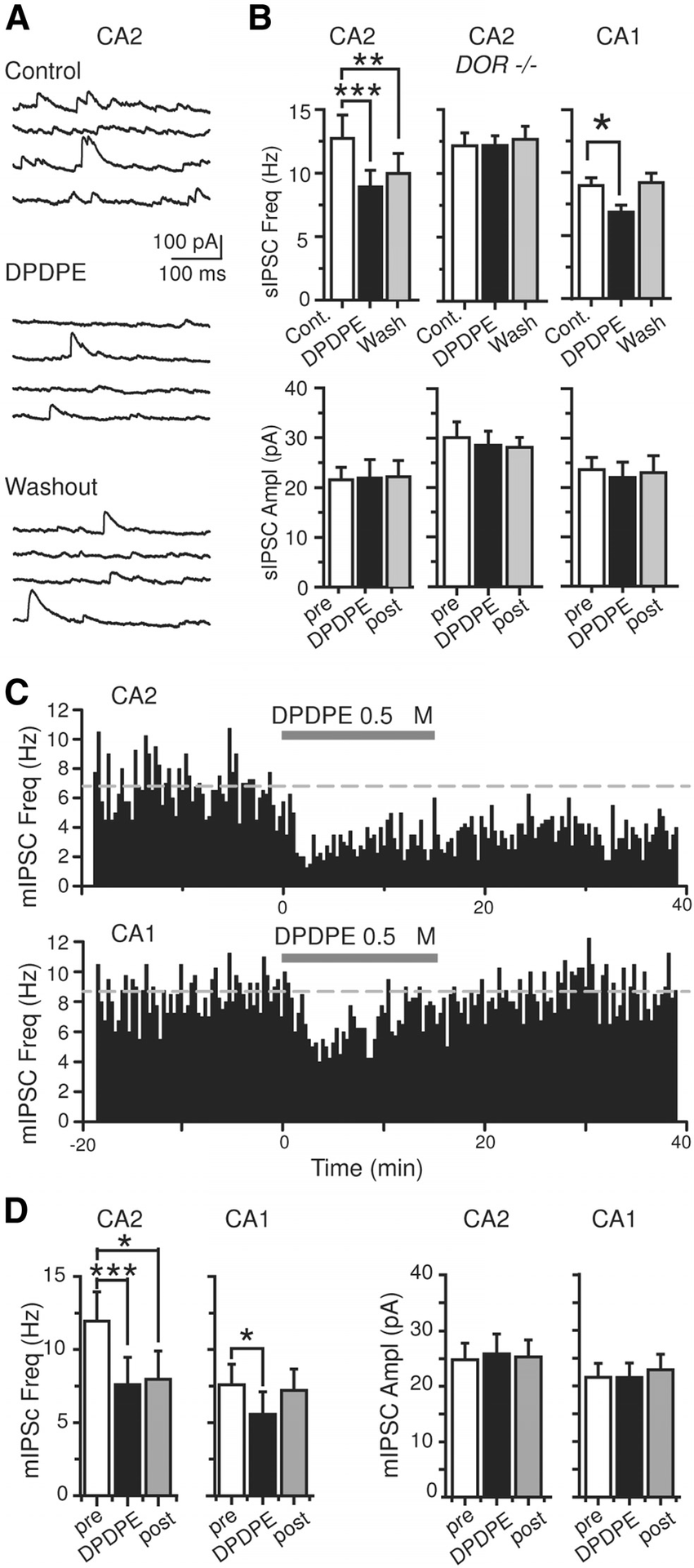 The time course of DOR action on GABA release differs between CA1 and CA2. A, Sample traces of spontaneous IPSCs recorded in a CA2 pyramidal neuron before, during the application, and after the washout of 0.5 M DPDPE. B, Histograms summarizing the effect of DPDPE on sIPSC frequency and amplitude in CA2 PCs from control and DOR KO mice and for control mice in CA1 (n 8 for CA2 controls, n 4 for CA2 DOR KO and n 4 for CA1). C, Single example experiment showing the time course of the effect of DPDPE on miniature IPSCs frequency in CA2 and CA1 pyramidal neurons. Whereas mIPSC frequency is decreased following washout of DPDPE in CA2, a complete recovery of mIPSC frequency is observed in CA1. Dashed line marks average baseline frequency. D, Summary histograms of the effect of DPDPE on mIPSC frequency and amplitude in CA1 and CA2 pyramidal neurons (n 5 for CA2 and for CA1). *p 0.05, **p 0.01, ***p 0.001. Error bars show SEM.