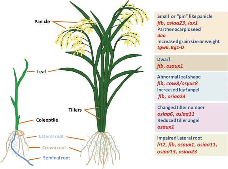 Auxin Regulates Agriculturally Important Developmental